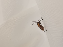 Capsodes flavomarginatus