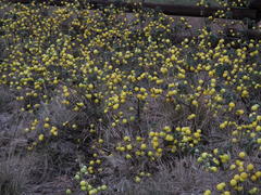Solanum aculeatissimum