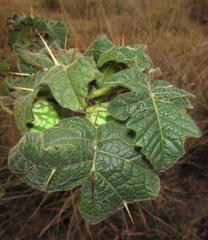 Solanum aculeatissimum