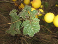 Solanum aculeatissimum