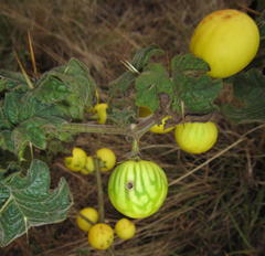 Solanum aculeatissimum