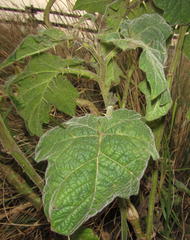 Solanum aculeatissimum