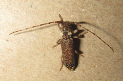 Stenidea insignis