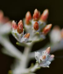 Helichrysum asperum asperum