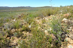 Anginon tenuius