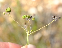 Anginon tenuius