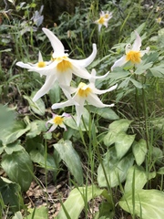 Erythronium helenae