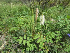Sanguisorba