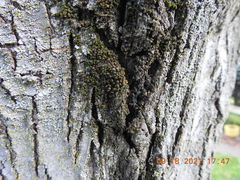 Frullania californica