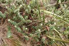 Anaxeton nycthemerum