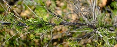 Anginon tenuius