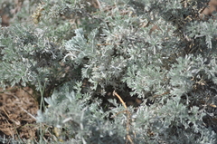 Artemisia