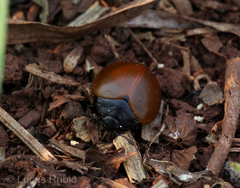 Aegithus clavicornis