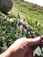 Leonurus quinquelobatus