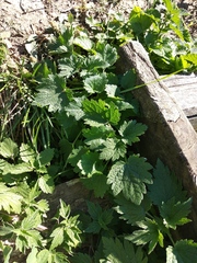 Leonurus quinquelobatus