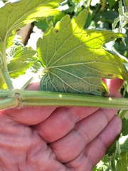 Leonurus quinquelobatus