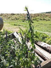 Leonurus quinquelobatus