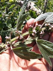 Leonurus quinquelobatus