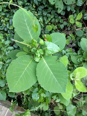 Ehretia dicksonii