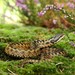 Adder - Photo (c) broncoblue, some rights reserved (CC BY-NC)