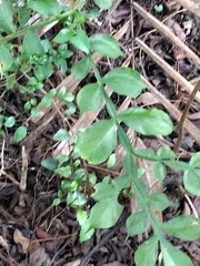 Amorphophallus hirtus