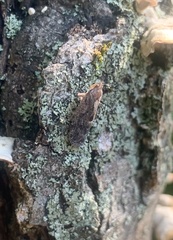 Cixidia