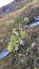 Angelica archangelica archangelica