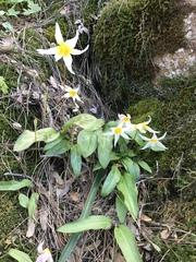 Erythronium helenae