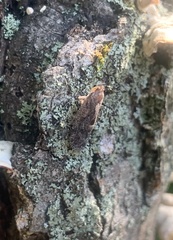 Cixidia