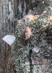 Cixidia
