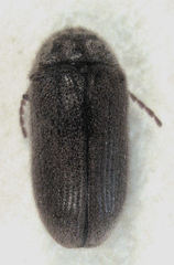 Xyletobius watti
