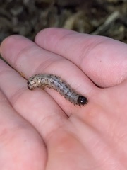 Scolecocampa