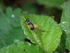 Trigonidium cicindeloides