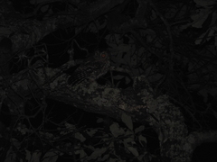 Megascops trichopsis