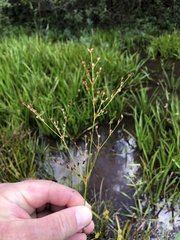 Juncus brachycephalus