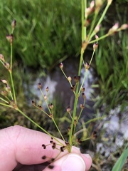 Juncus brachycephalus