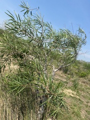 Sapium haematospermum