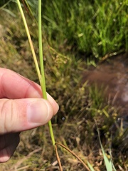 Juncus brachycephalus