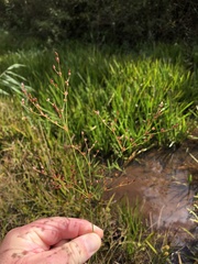Juncus brachycephalus