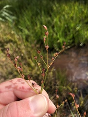 Juncus brachycephalus
