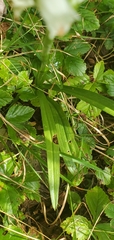 Spiranthes arcisepala