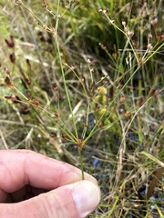 Juncus brachycephalus