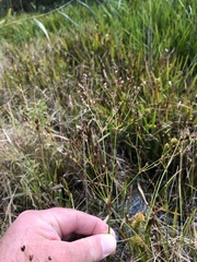 Juncus brachycephalus