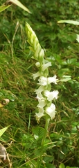 Spiranthes arcisepala