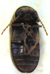 Xyletobius watti
