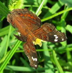 Junonia natalica natalica