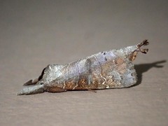 Clostera bramah