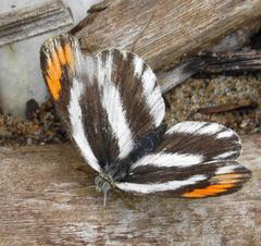 Colotis euippe omphale