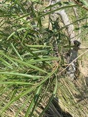 Sapium haematospermum