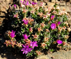 Antimima leipoldtii